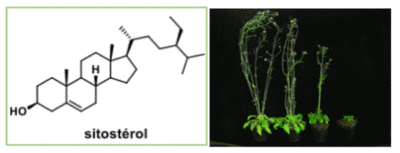 phyto3